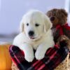 Image of Cooper, a Golden Retriever puppy