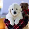 Image of Cooper, a Golden Retriever puppy
