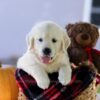Image of Cooper, a Golden Retriever puppy