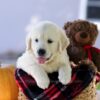 Image of Cooper, a Golden Retriever puppy