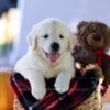 Image of Cooper, a Golden Retriever puppy