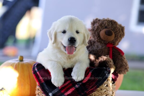 Image of Cooper, a Golden Retriever puppy