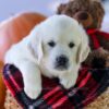 Image of Cypress, a Golden Retriever puppy