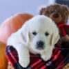 Image of Cypress, a Golden Retriever puppy