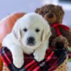 Image of Cypress, a Golden Retriever puppy