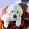 Image of Cypress, a Golden Retriever puppy