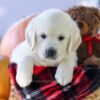 Image of Cypress, a Golden Retriever puppy