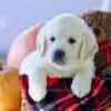Image of Cypress, a Golden Retriever puppy