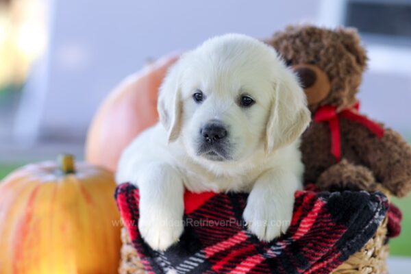 Image of Cypress, a Golden Retriever puppy