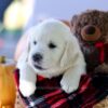 Image of Cypress, a Golden Retriever puppy