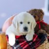 Image of Cypress, a Golden Retriever puppy