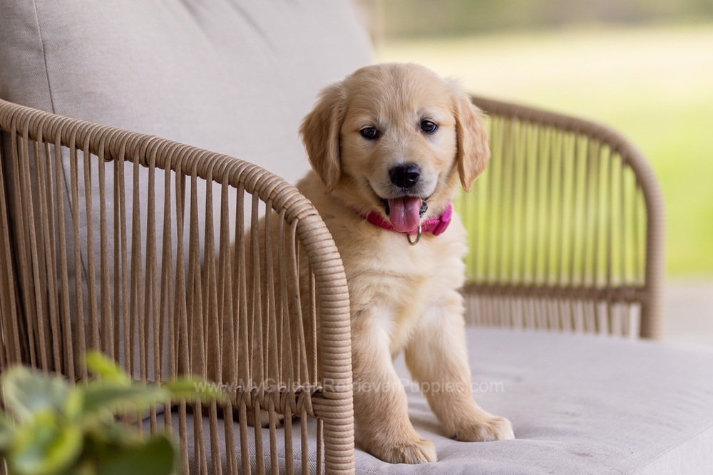Dolly Image of Dolly, a Golden Retriever puppy