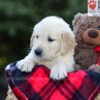 Image of Erika, a Golden Retriever puppy