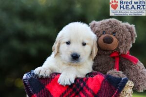 Image of Earl, a Golden Retriever puppy