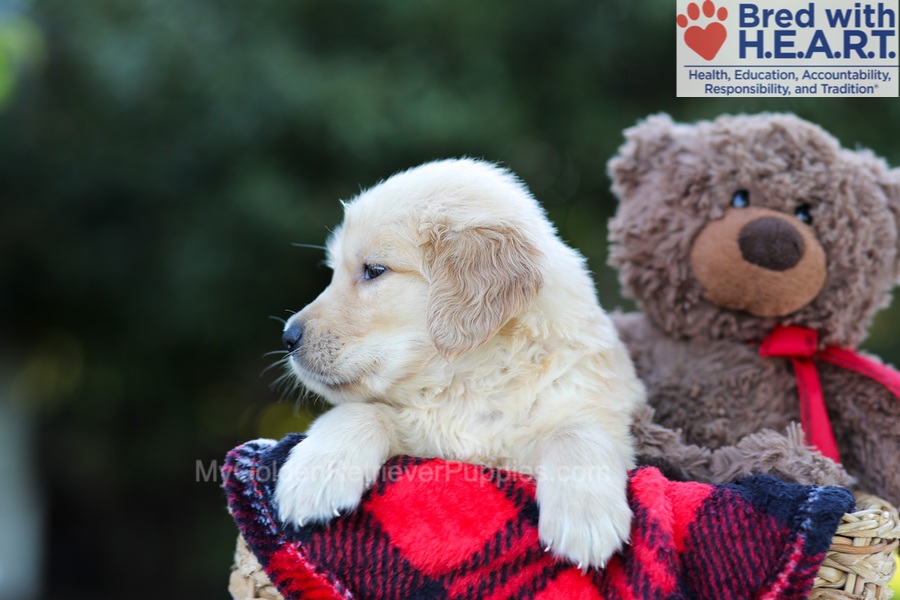 Easton Image of Easton, a Golden Retriever puppy