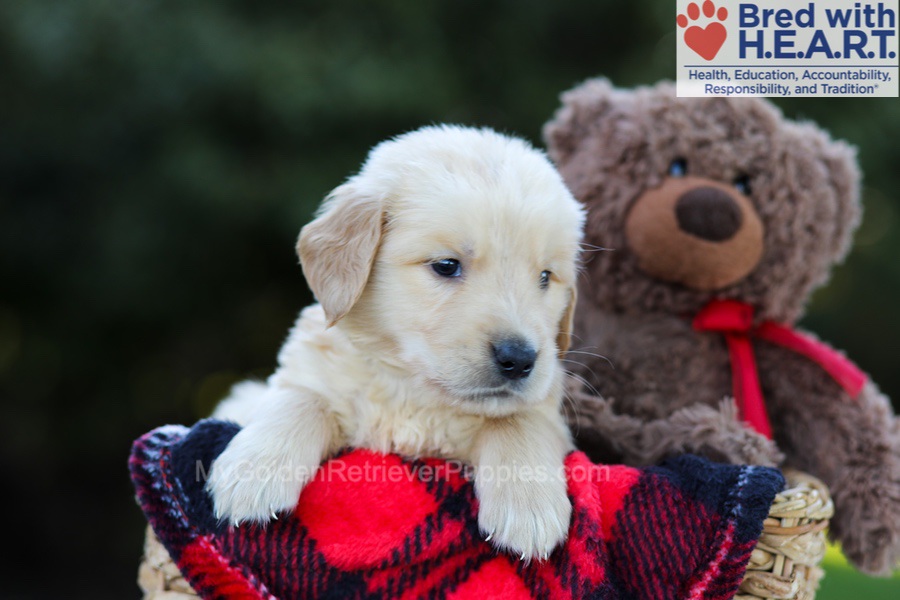 Easton Image of Easton, a Golden Retriever puppy