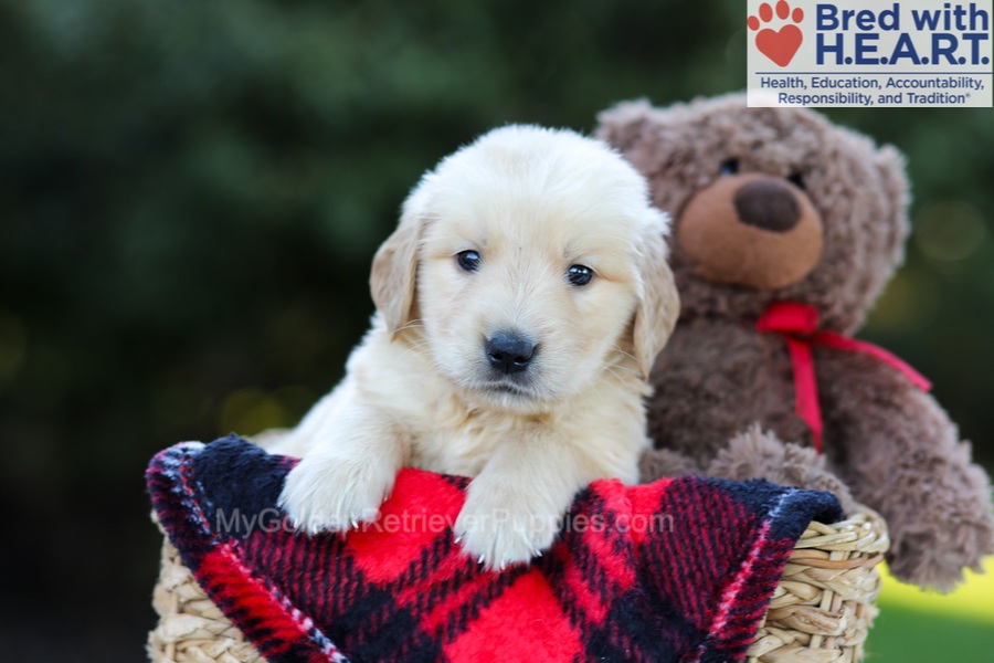 Easton Image of Easton, a Golden Retriever puppy