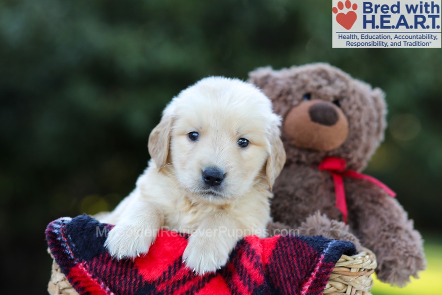 Easton Image of Easton, a Golden Retriever puppy