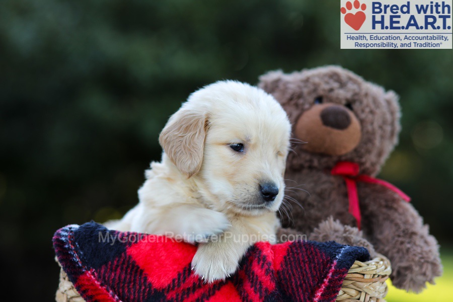 Easton Image of Easton, a Golden Retriever puppy