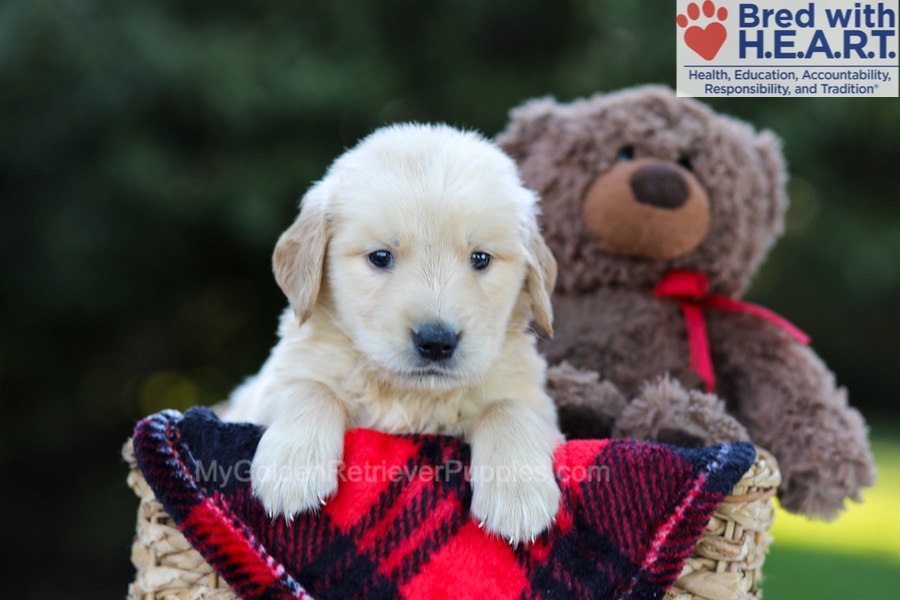 Easton Image of Easton, a Golden Retriever puppy