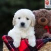 Image of Edison, a Golden Retriever puppy