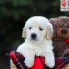 Image of Edison, a Golden Retriever puppy