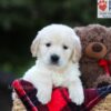 Image of Edison, a Golden Retriever puppy