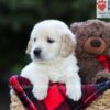 Image of Edison, a Golden Retriever puppy