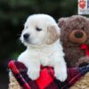 Image of Edison, a Golden Retriever puppy