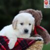 Image of Edison, a Golden Retriever puppy