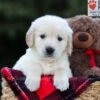 Image of Edison, a Golden Retriever puppy