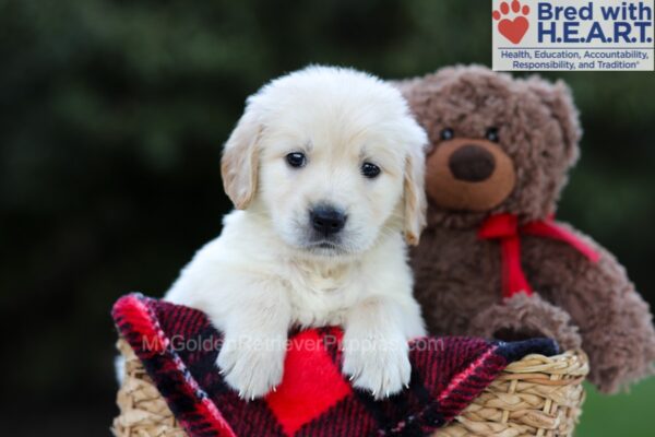 Image of Edison, a Golden Retriever puppy