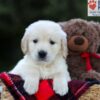 Image of Edison, a Golden Retriever puppy
