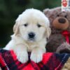 Image of Elias, a Golden Retriever puppy