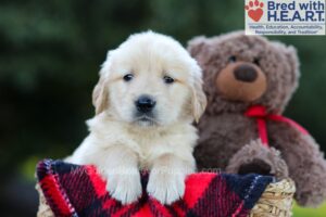 Image of Elias, a Golden Retriever puppy