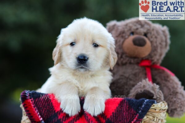 Image of Elias, a Golden Retriever puppy