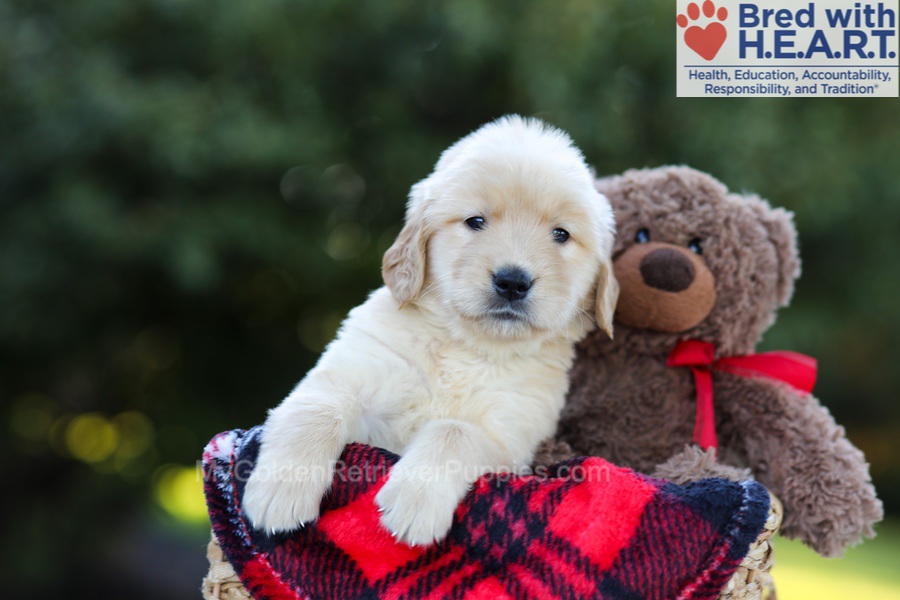 Ellie (in training) Image of Ellie (in training), a Golden Retriever puppy