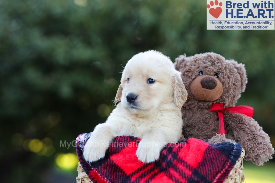 Ellie (in training) Image of Ellie (in training), a Golden Retriever puppy