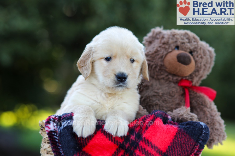 Ellie (in training) Image of Ellie (in training), a Golden Retriever puppy