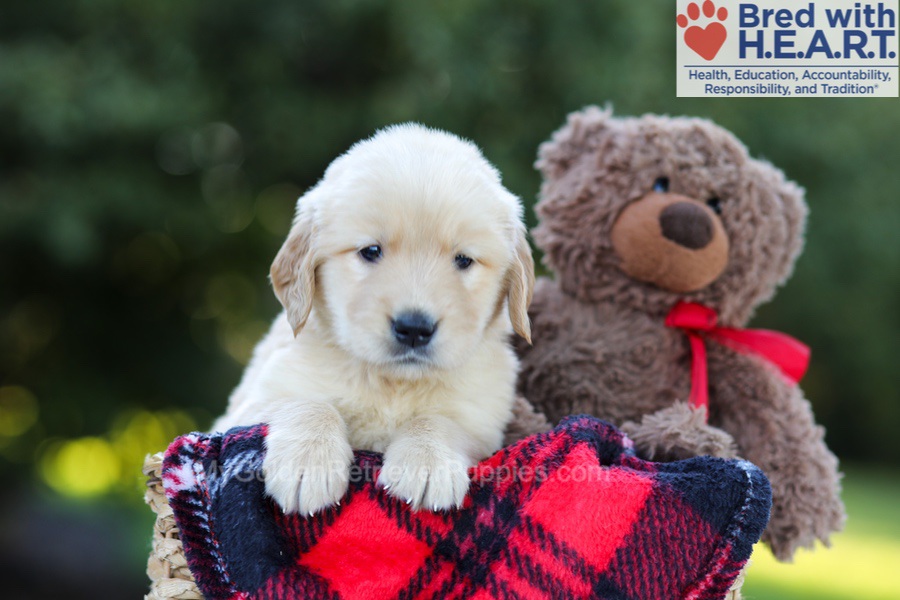 Ellie (in training) Image of Ellie (in training), a Golden Retriever puppy