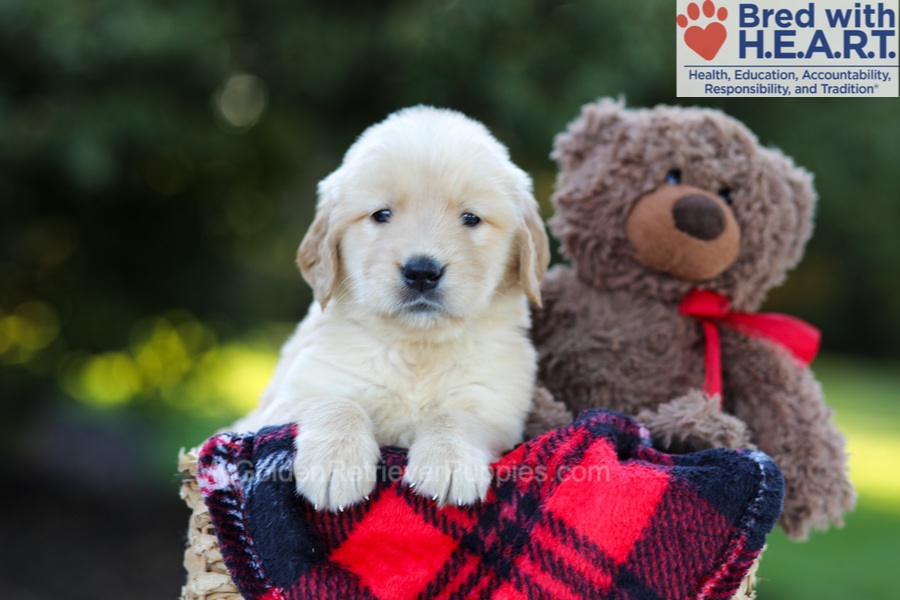 Ellie (in training) Image of Ellie (in training), a Golden Retriever puppy