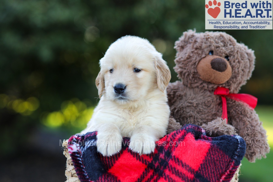 Ellie (in training) Image of Ellie (in training), a Golden Retriever puppy