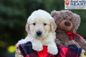 Image of Elliot, a Golden Retriever puppy