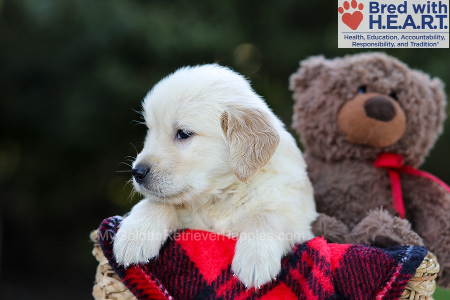 Elmo Image of Elmo, a Golden Retriever puppy