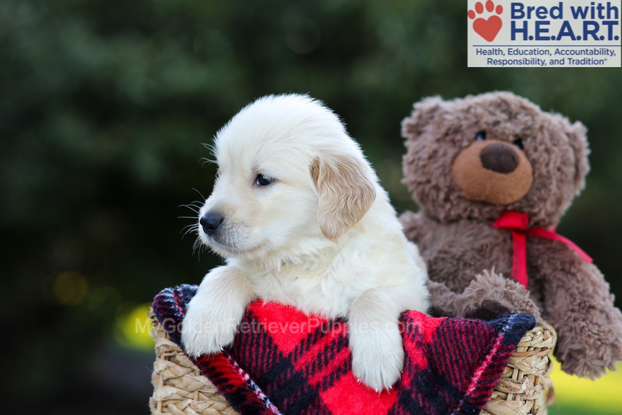 Elmo Image of Elmo, a Golden Retriever puppy
