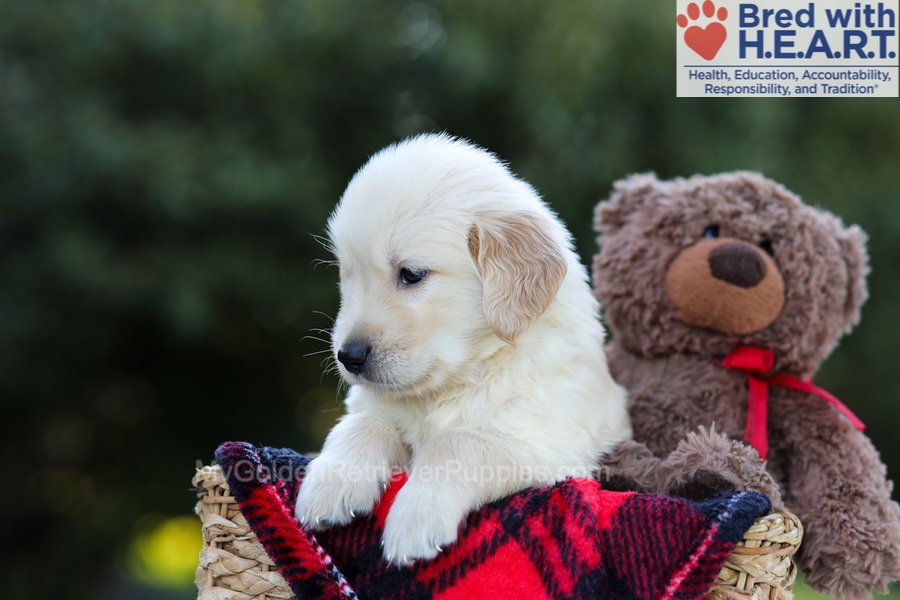 Elmo Image of Elmo, a Golden Retriever puppy