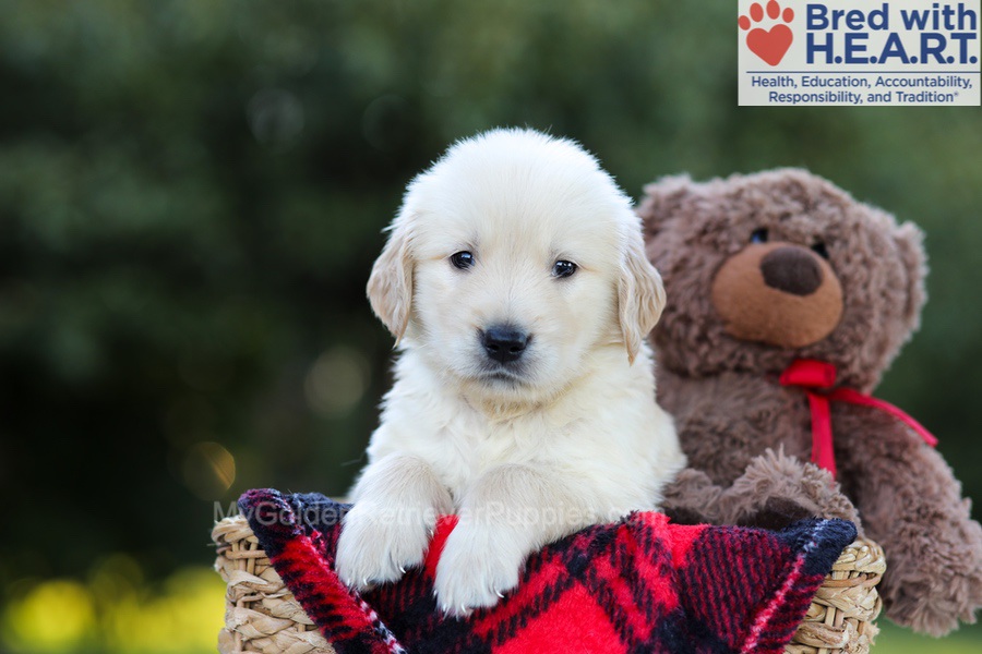 Elmo Image of Elmo, a Golden Retriever puppy