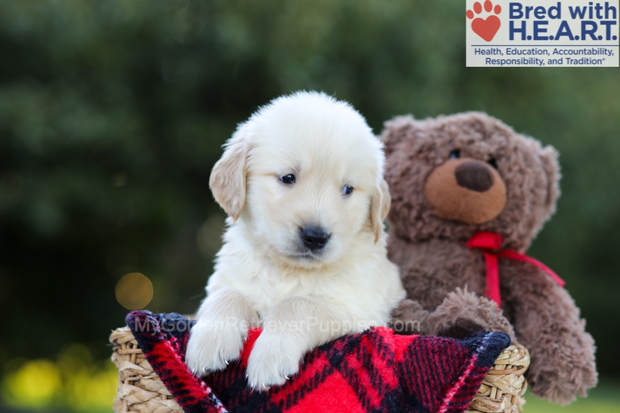 Elmo Image of Elmo, a Golden Retriever puppy