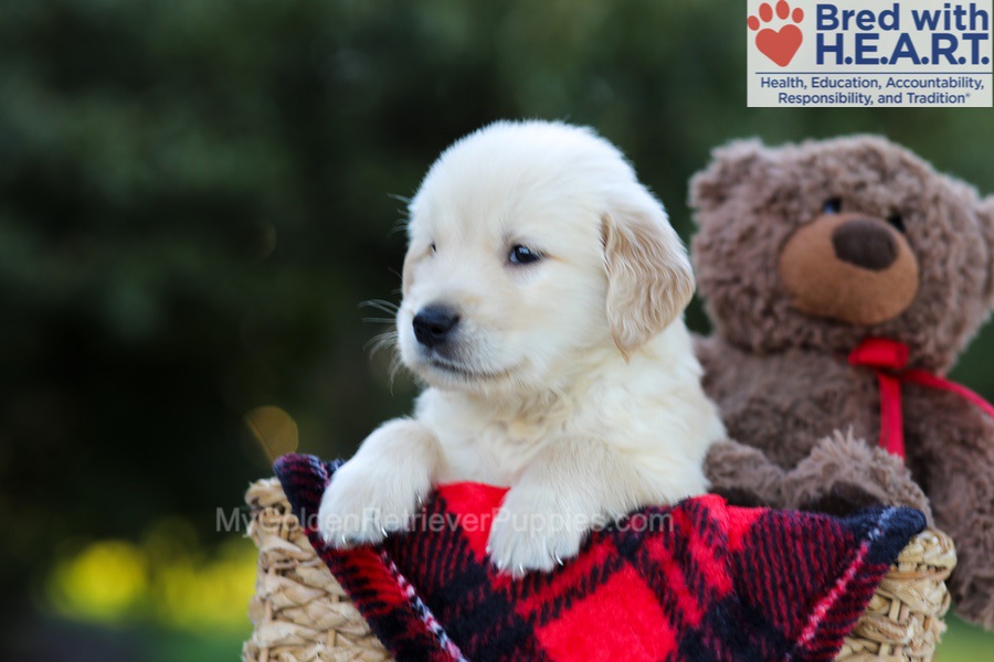 Elmo Image of Elmo, a Golden Retriever puppy