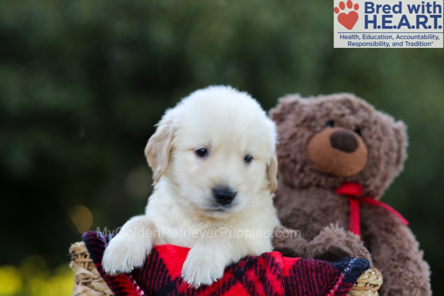 Elmo Image of Elmo, a Golden Retriever puppy